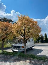 Mercedes-Benz Mercedes Benz T1 207D H-Kennzeichen Wohnmo... - Mercedes-Benz 207d