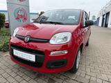 Fiat Pandina ICON - Fiat Panda Neuwagen mit Benzin-Antrieb
