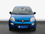 Fiat Panda 1.0 GSE Hybrid Radio/Tempomat/PDC - Fiat Panda: Kombi