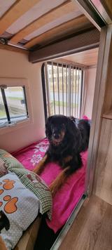 GiottiLine Therry T32 DOG-LINER Luftfederung | Klima | AHK  - Wohnmobil oder -wagen Therry