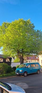 Volkswagen T4 Caravelle 2.0 GL GL - Volkswagen T4 mit Benzin-Antrieb: Kleinbus, 2.0