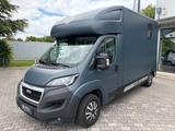 Peugeot Boxer MSG Pferdetransporter Stablehopper 3-Sitze - Tier-/Pferdetransport 3 pferde