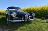 Alfa Romeo Giulia Spider 1600 - Alfa Romeo Spider in Dortmund