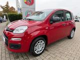 Fiat Pandina ICON - Fiat Panda Neuwagen