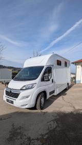 Citroën Tier-/Pferdetransporter Citroen Jumper 3 -... - Citroën Jumper aus 2022