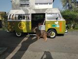 Volkswagen VW Bully Bus Typ T2b Oldtimer mit H-Kennzeichen - Volkswagen T2: T2b