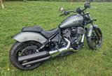Indian Chief Dark Horse