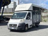 Fiat Ducato 30 2.3 MJT Trasporto Cavalli - gebrauchte Fiat Ducato aus dem Jahr 2009