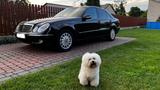 Mercedes-Benz E 320 CDI ELEGANCE w211 Euro4!! - Mercedes-Benz E 320: Cdi W211