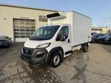 Fiat Ducato Maxi Kühlkoffer-Fahrt&Standkühlung - Angebote