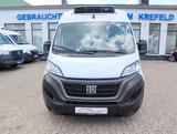 Fiat Ducato 35 L2 Kühlwagen(CarrierXario 350-05) -20° - Angebote