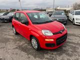 Fiat Panda Easy 1.2 69 PS 1.Ha Euro6d Klima Top.Zusta - Fiat Panda: Rot