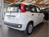 Fiat Panda Pandina POP DAB+PDC+KLIMA+BC+ESP+ESC+ABS++ - Fiat Panda Neuwagen mit Benzin-Antrieb