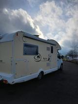 Ahorn Kentucky - Ahorn Teilintegrierter