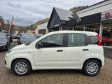 Fiat Panda 1.0 Pandina Pop PDC Radio Klima - Fiat Panda Pandina mit Benzin-Antrieb
