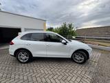 Porsche Cayenne Diesel Platinum Edition - Porsche Cayenne in Ludwigshafen