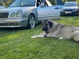 Mercedes-Benz Mercedes -Benz E55 AMG -V8 Power 354 PS Tü... - scheckheftgepflegte Mercedes E 55 AMG