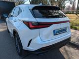 Lexus 350h E-FOUR LuxuryLine HUD MarkLevinson 4x4 - Lexus NX Series: Privatanbieter