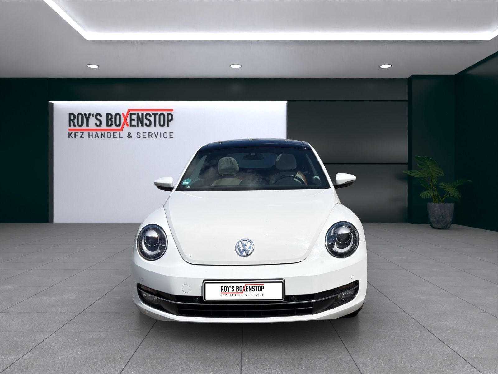 Beetle Lim. Cup