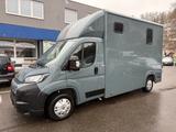 Fiat Ducato Pferdetransport AHK