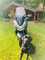 Honda Forza 300