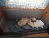 Carado A461, Hundeumbau - Carado Etagenbett Diesel Alkoven