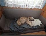 Carado A461, Hundeumbau - Carado Gebraucht Wohnwagen gebraucht