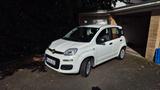 Fiat New Panda 1.2 8V EASY EASY - Fiat New Panda in Hamburg