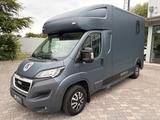 Peugeot Boxer MSG Pferdetransporter Stablehopper Klima - Peugeot Doppelkabine