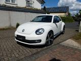 Volkswagen VW Beetle, Steuerkette Neu, TÜV Neu, Brems... - Volkswagen Beetle in Bonn