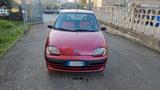 Fiat Seicento 1.1i cat Clima - gebrauchte Fiat Seicento aus dem Jahr 2003