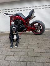 Yamaha MT 01 - Angebote