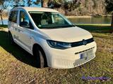 Volkswagen VW Caddy California  2.0 TDI  7x DSG Candy-Weiß - Wohnmobil oder -wagen Automatik Wohnwagen