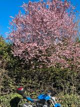 BMW R1200R - Motorräder in Mönchengladbach