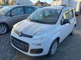 Fiat Panda My Panda*KLIMA*ALLWETTER* - Fiat Panda: My