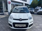 Fiat New Panda Pop 1.2 8V 5 - Fiat New Panda Gebrauchtwagen