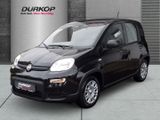 Fiat Panda 1.0 PDC Klimaanlage el. Fenster el. Spiege - Fiat Panda Tageszulassungen mit Benzin-Antrieb