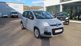 Fiat Panda  Easy 1,0 70 PS MHYB Modagrau - Fiat Panda aus 2021