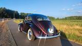 Volkswagen Käfer - Volkswagen Käfer Gebrauchtwagen