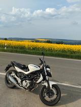 Suzuki Gladius - MOTORRAD VON 501 BIS 750 CCM
