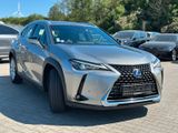 Lexus UX250h Hybrid Luxury Line - Lexus UX Gebrauchtwagen