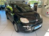 Fiat Panda 1.0 GSE Hybrid - Fiat Panda in Hagen
