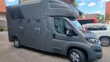 Peugeot Pferdetransporter MSG Stablehopper 3500 kg 3,5 t - Tier-/Pferdetransport 3 pferde