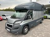 Peugeot Boxer MSG Pferdetransporter 3,5t Stablehopper - Peugeot Koffer