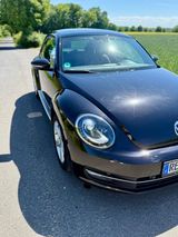 Volkswagen Beetle 1.4 TSI Leder Panorama Bi-Xenon SHZ Tempo - Volkswagen Beetle: Blau