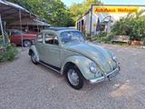 Volkswagen Käfer 1200 orig. Faltdach Liebhaberzustand !! - Volkswagen Käfer: Faltdach