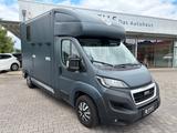 Peugeot Boxer MSG Pferdetransporter Stablehopper 3-Sitze - Tier-/Pferdetransport 3 pferde