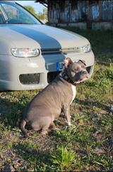 Volkswagen Golf 1.9TDI 96kW Highline Variant Highline - Volkswagen Golf aus 2003: TDI