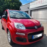 Fiat PANDA 1,2 KLIMA/Tüv neu/