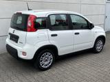Fiat Panda 1.0 Mild Hybrid  Base Klima DAB - Fiat Panda: Limousine